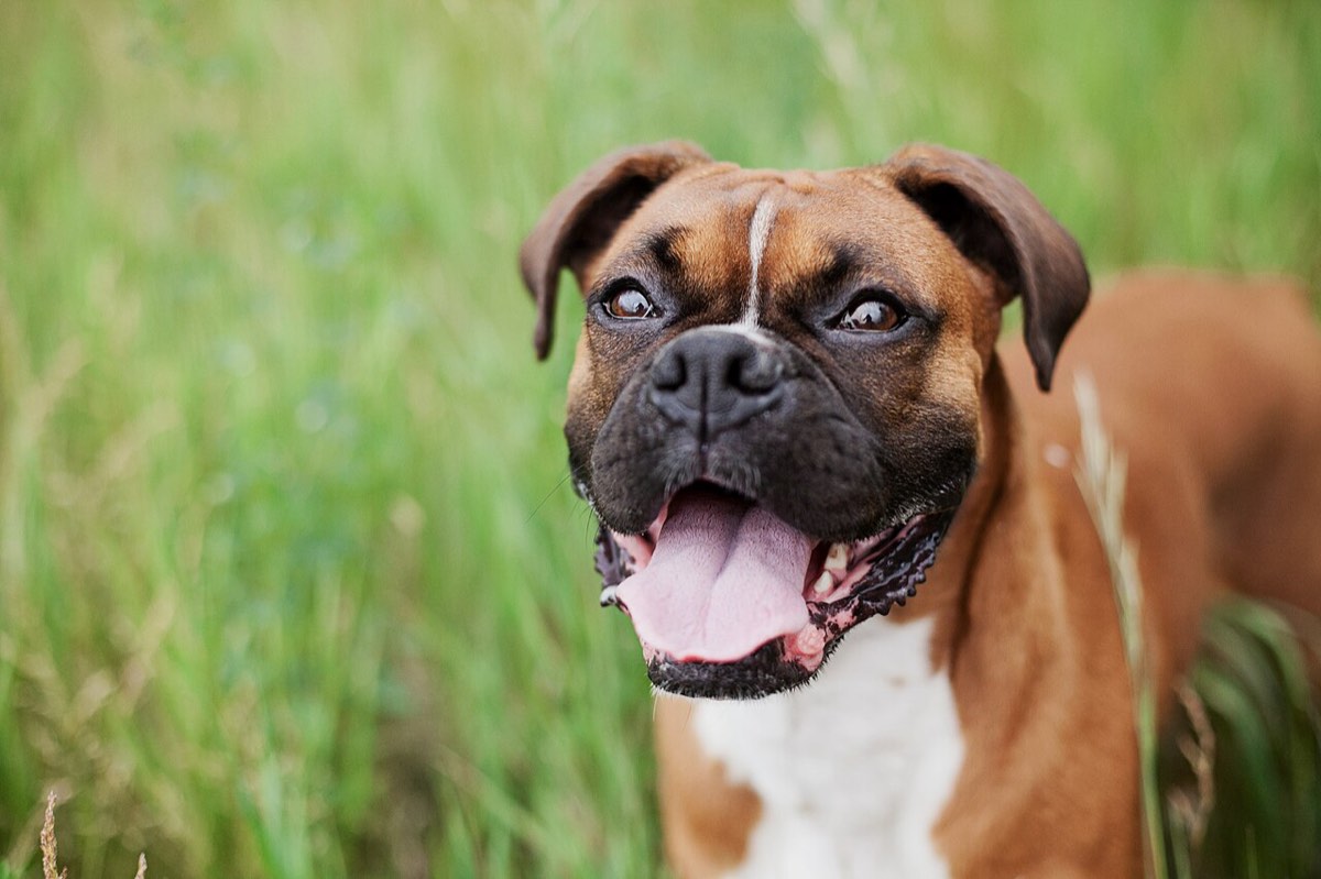 A boxer dog looking straight at the camera: a great source photo