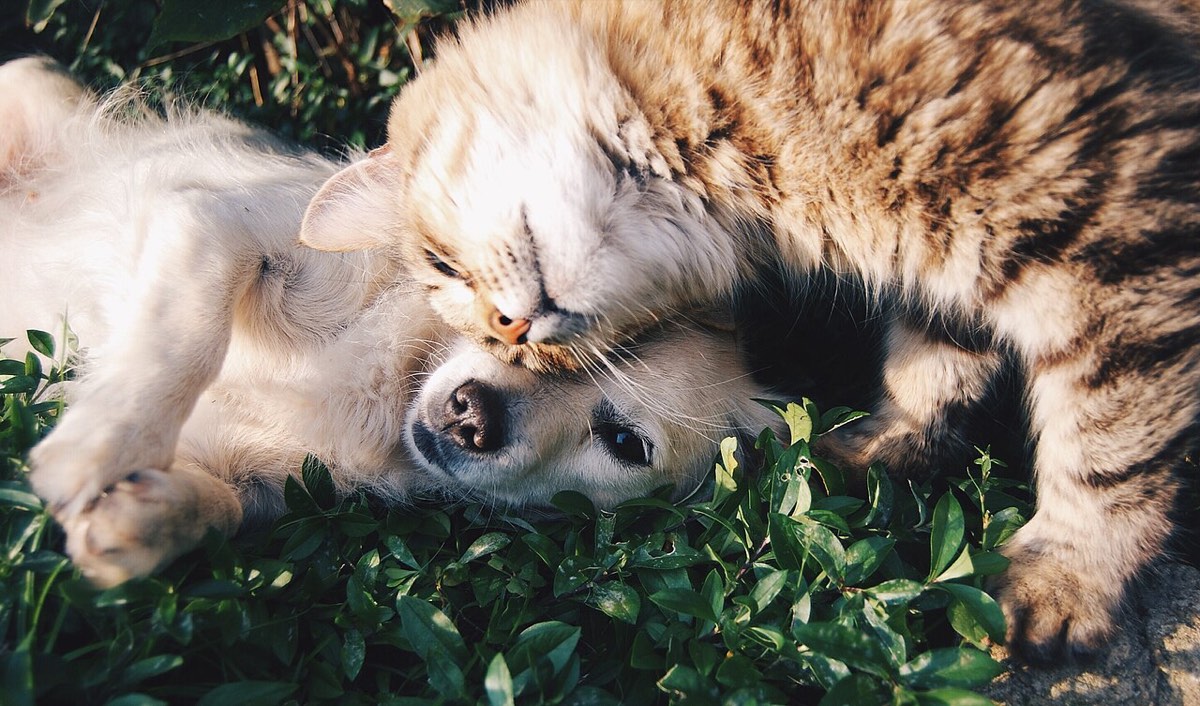 A cat and a dog curled up together on the grass